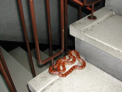 Schlange im Treppenhaus